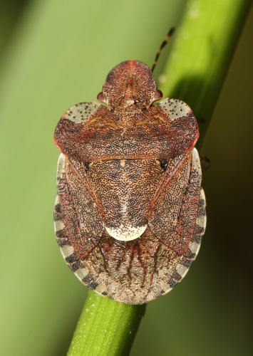 Réf. 182 662 : Dyroderes umbraculatus